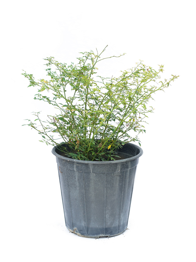 Mashatel Kuwait Plant a Life