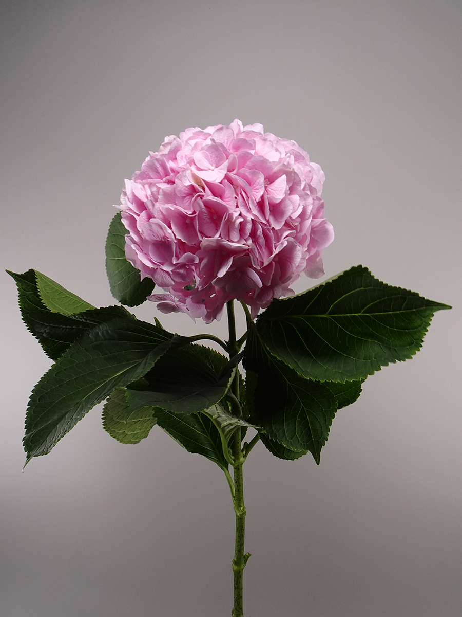 Fresh Flowers Online Wholesale Flowers Center Kuwait