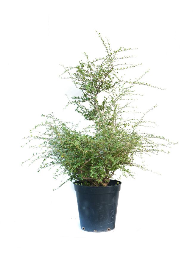 كرمونا 'نباتات خارجية'