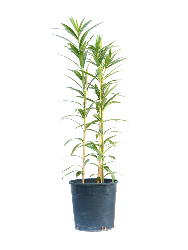 الدفلة نيريوم 'نباتات خارجية'