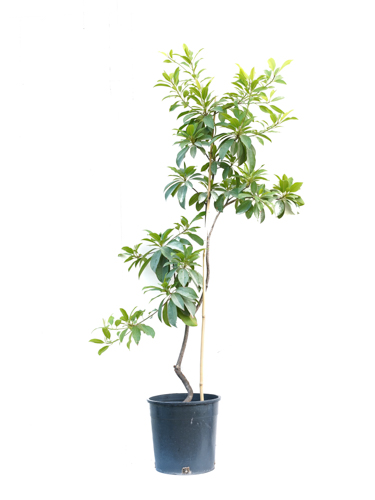 Sapota Chicks 'Outdoor Plants'