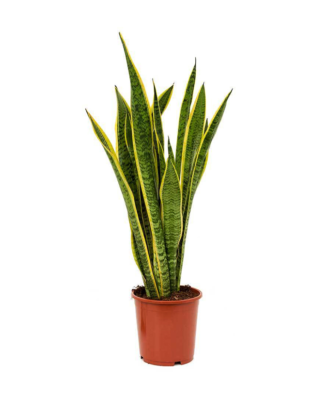 Best Indoor Live House Plants Online Small & Tall Indoor Plants