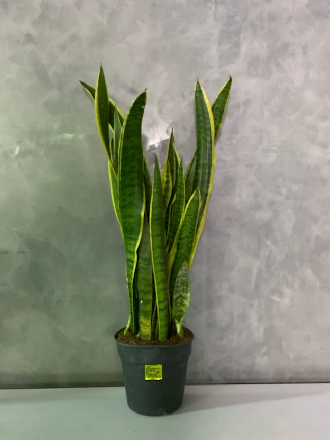 Buy Premium Live Plants Online Live Plants Delivery