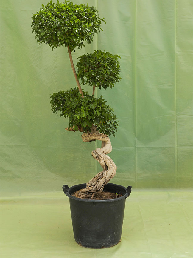 Outdoor Trees in Pots Kuwait Largest Online Tree Plant Store