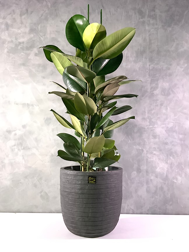 Indoor Premium Collection Plants Online Plants for Sale in Kuwait