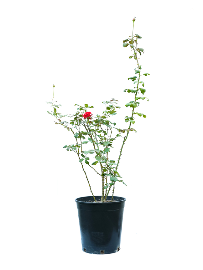 وردة حمراء 'نباتات خارجية'