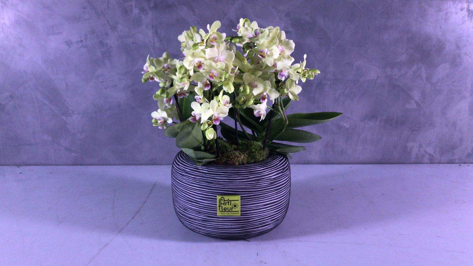 Bouquetto Orchids Online Premium Collection