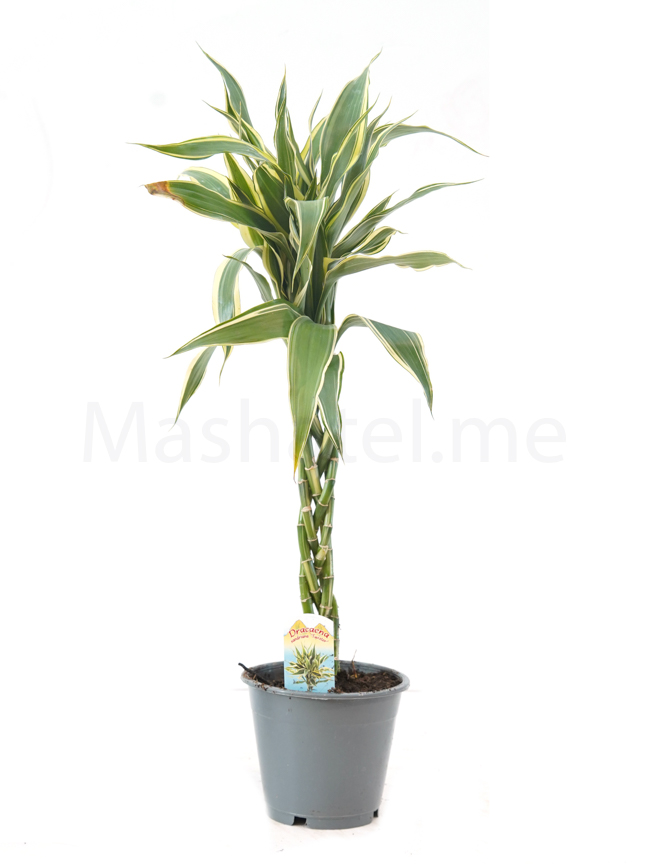 Best Indoor Live House Plants Online Small & Tall Indoor Plants