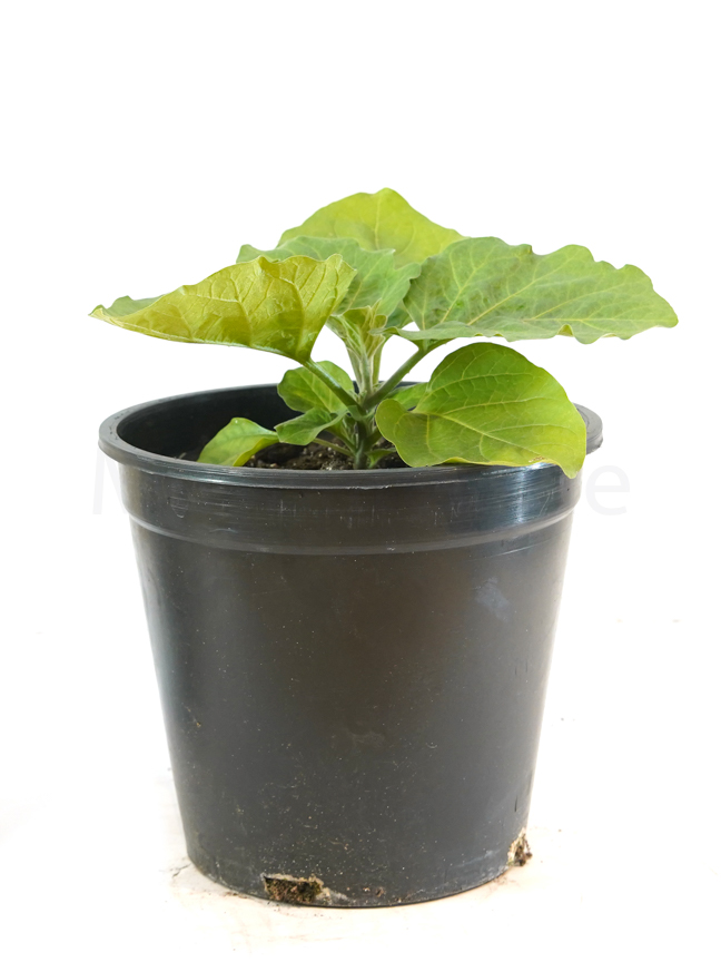 Vegetable Planters Buy Outdoor Vegetable Plants Online