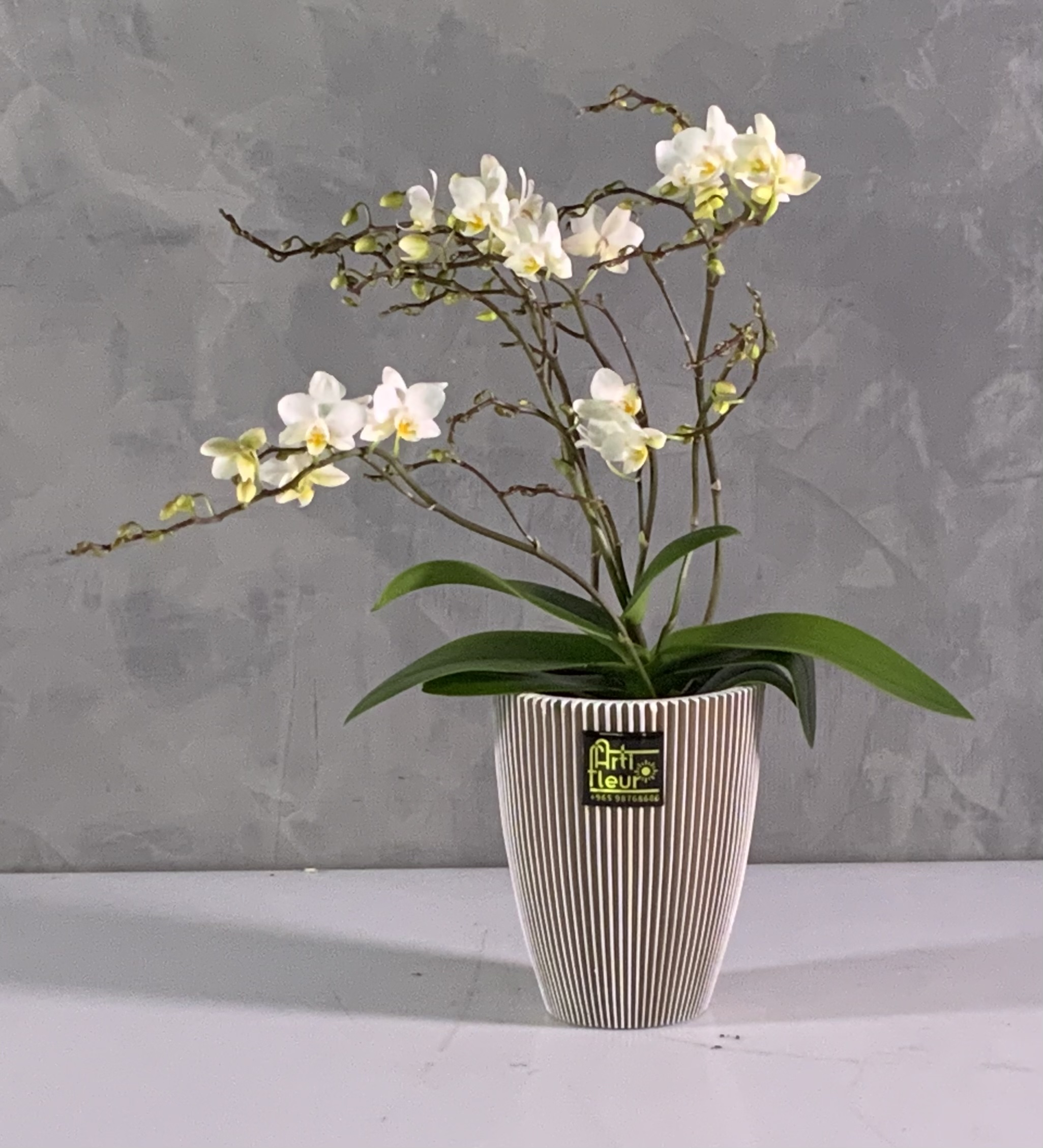 Buy Premium Live Plants Online Live Plants Delivery