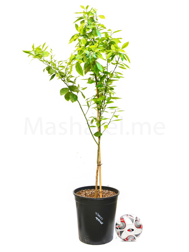 Washingtonia Navel Orange 'Outdoor Plants'