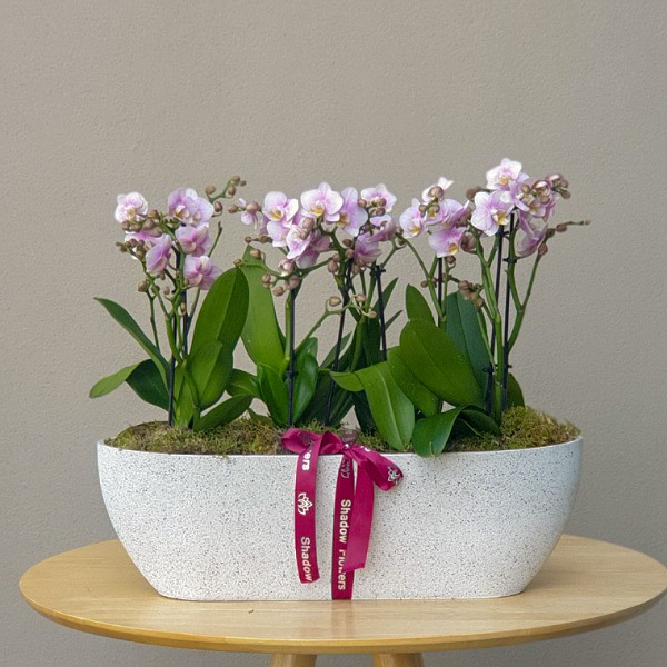 Buy Premium Live Plants Online Live Plants Delivery