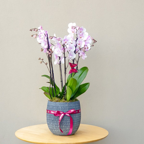 Buy Premium Live Plants Online Live Plants Delivery