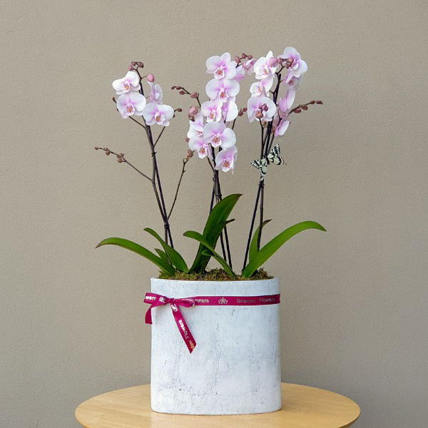 Buy Premium Live Plants Online Live Plants Delivery