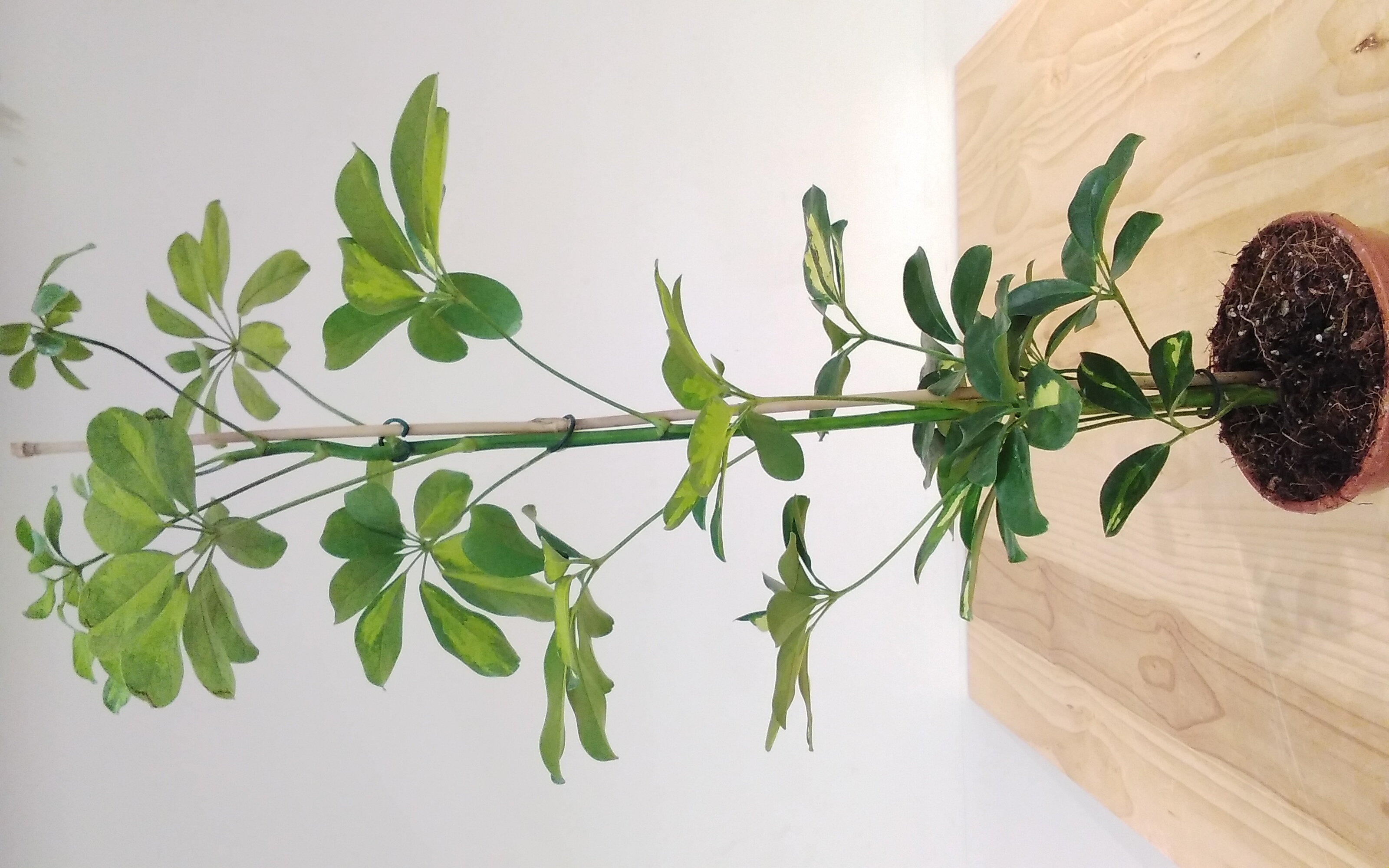 Schefflera Arboricola Gerda  'Indoor Plants'