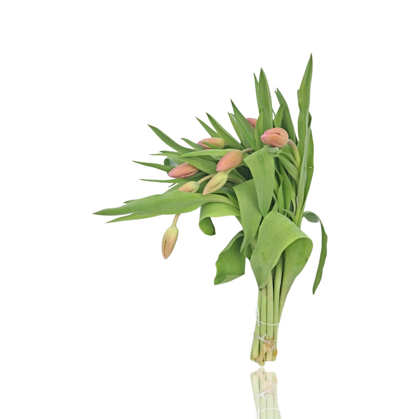 Wholesale Flowers Fresh Cut Flowers Online in Kuwait