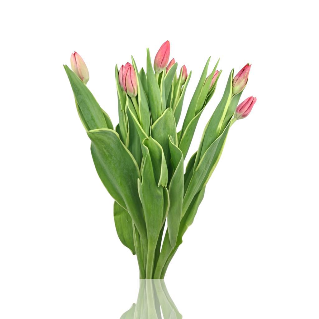 Wholesale Flowers Fresh Cut Flowers Online in Kuwait