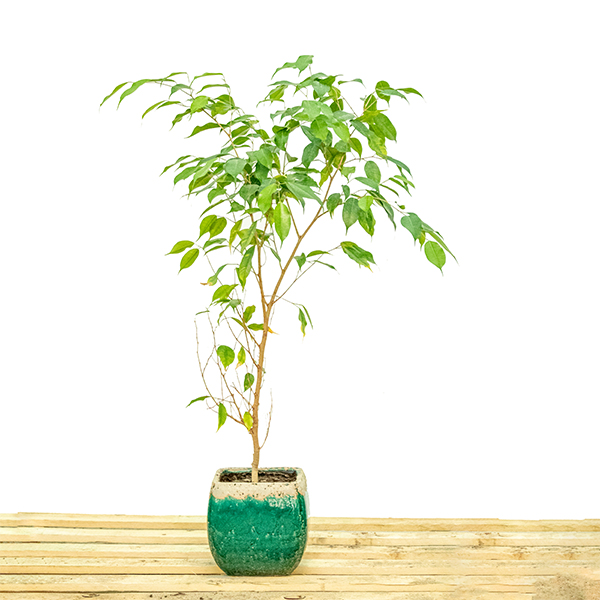 Buy Plants Online Cheap Indoor Trees Online Best Prices in Kuwait
