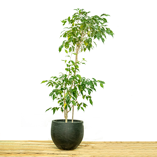 Buy Plants Online Cheap Indoor Trees Online Best Prices in Kuwait