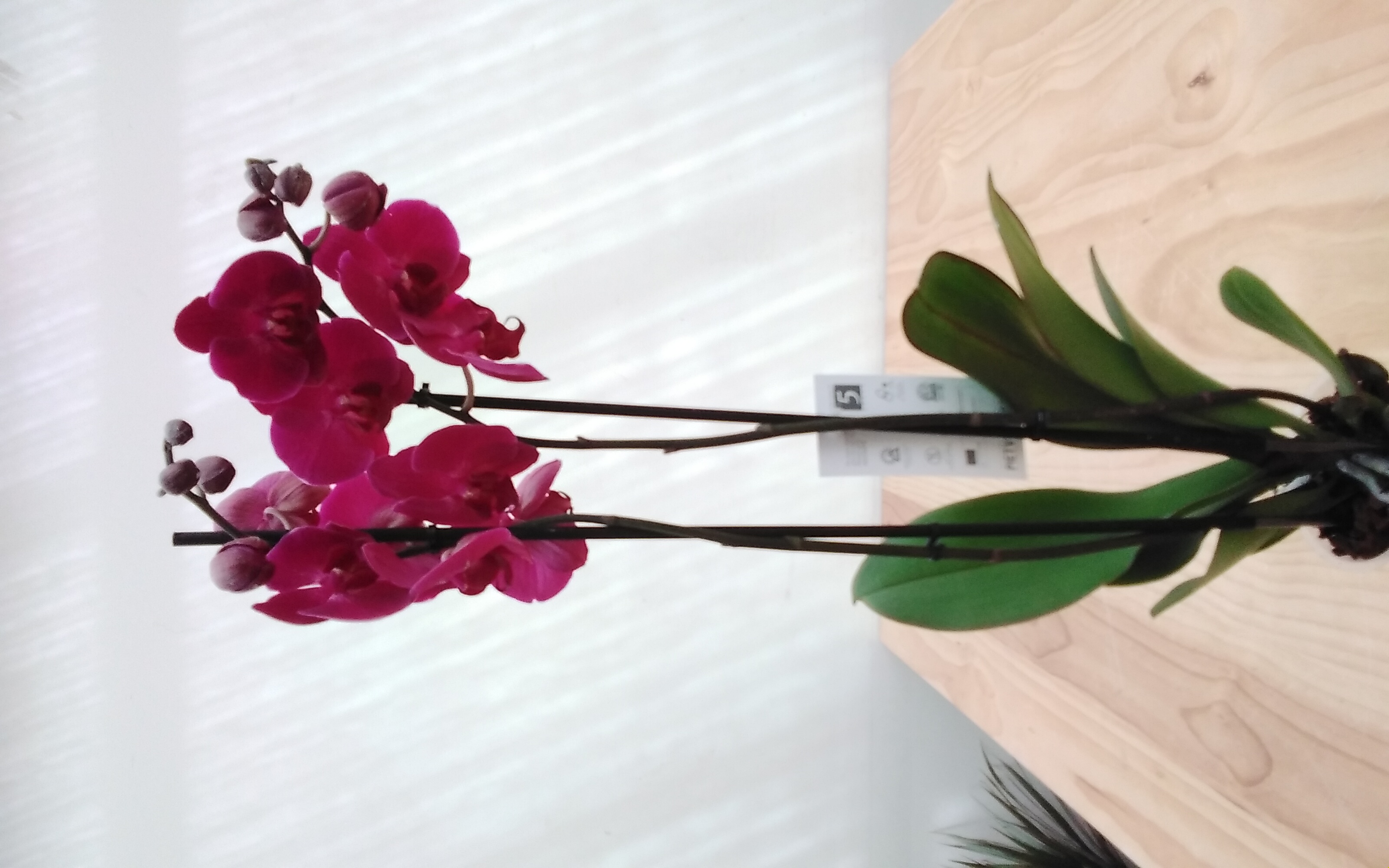 Phalaenopsis Orchid  'Indoor Plants'