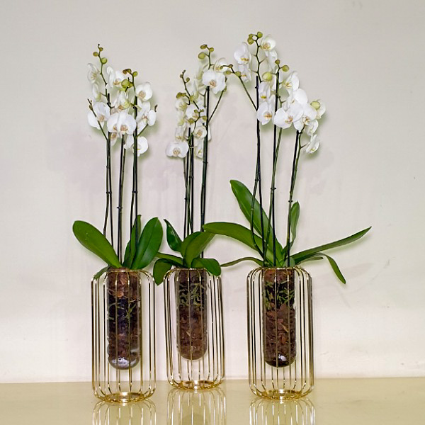 Trio Towers 'Premium Collection'