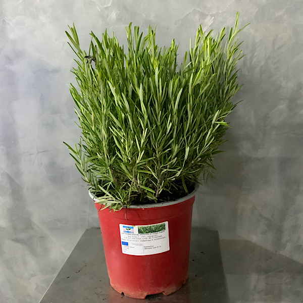 Affordable Indoor Plants Shrubs Plant Online Kuwait