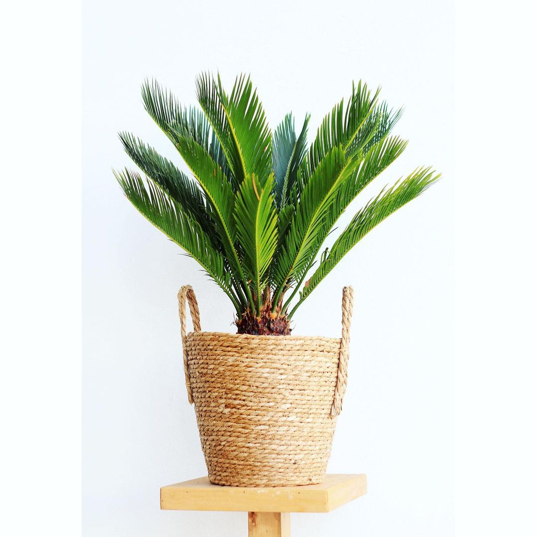cycas with Pot Value For Money