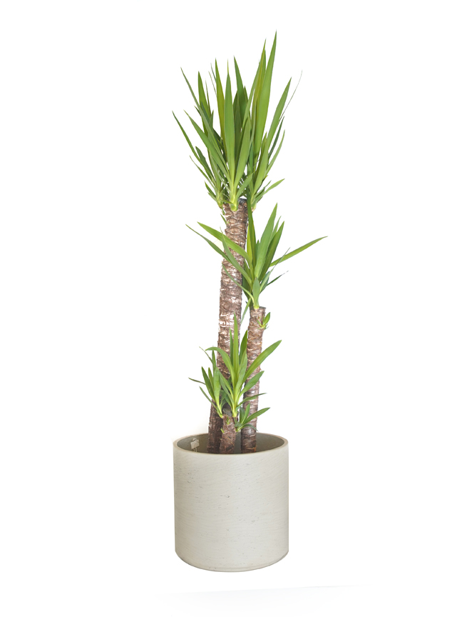 Indoor Premium Collection Plants Online Plants for Sale in Kuwait