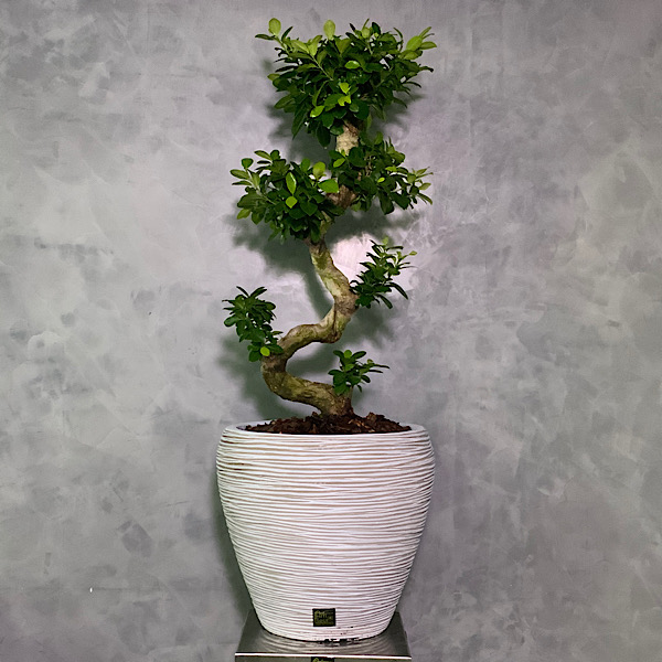 Ficus Xxl Lucky Bonsai Online Premium Collection