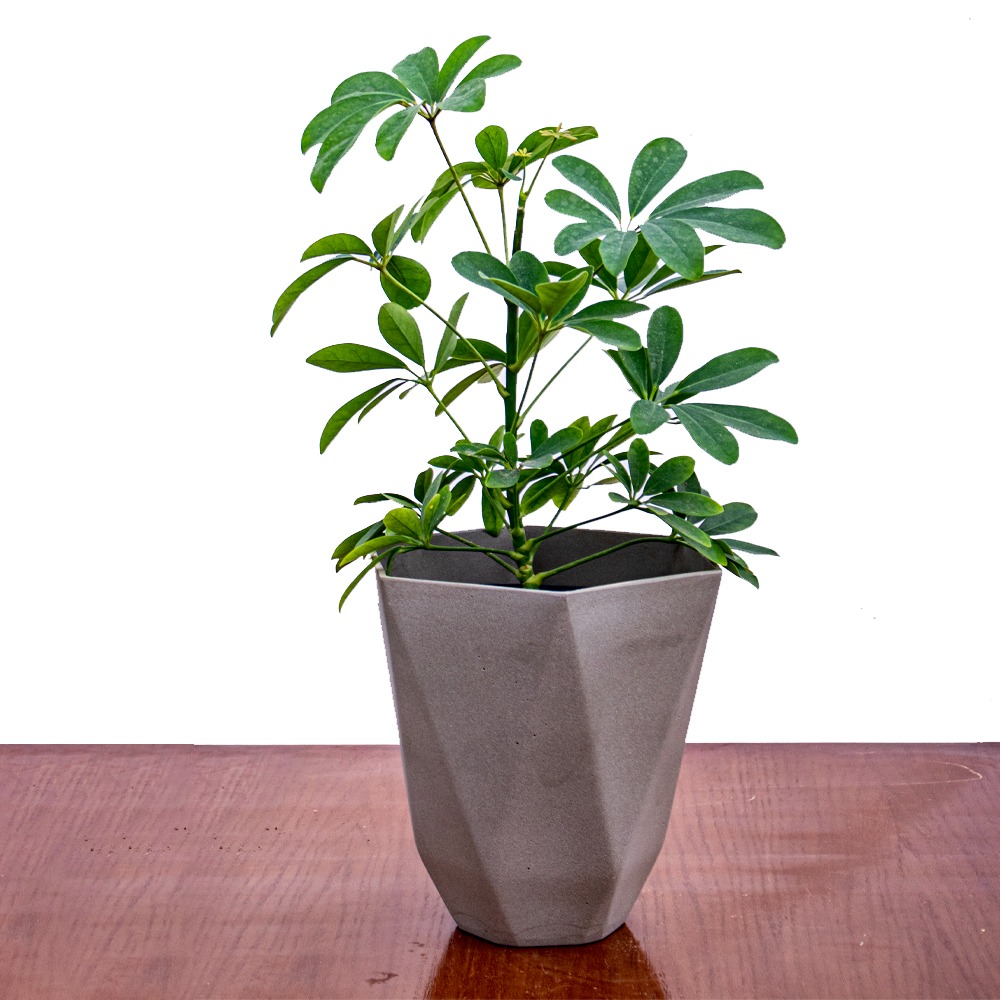 Affordable Indoor Plants Shrubs Plant Online Kuwait