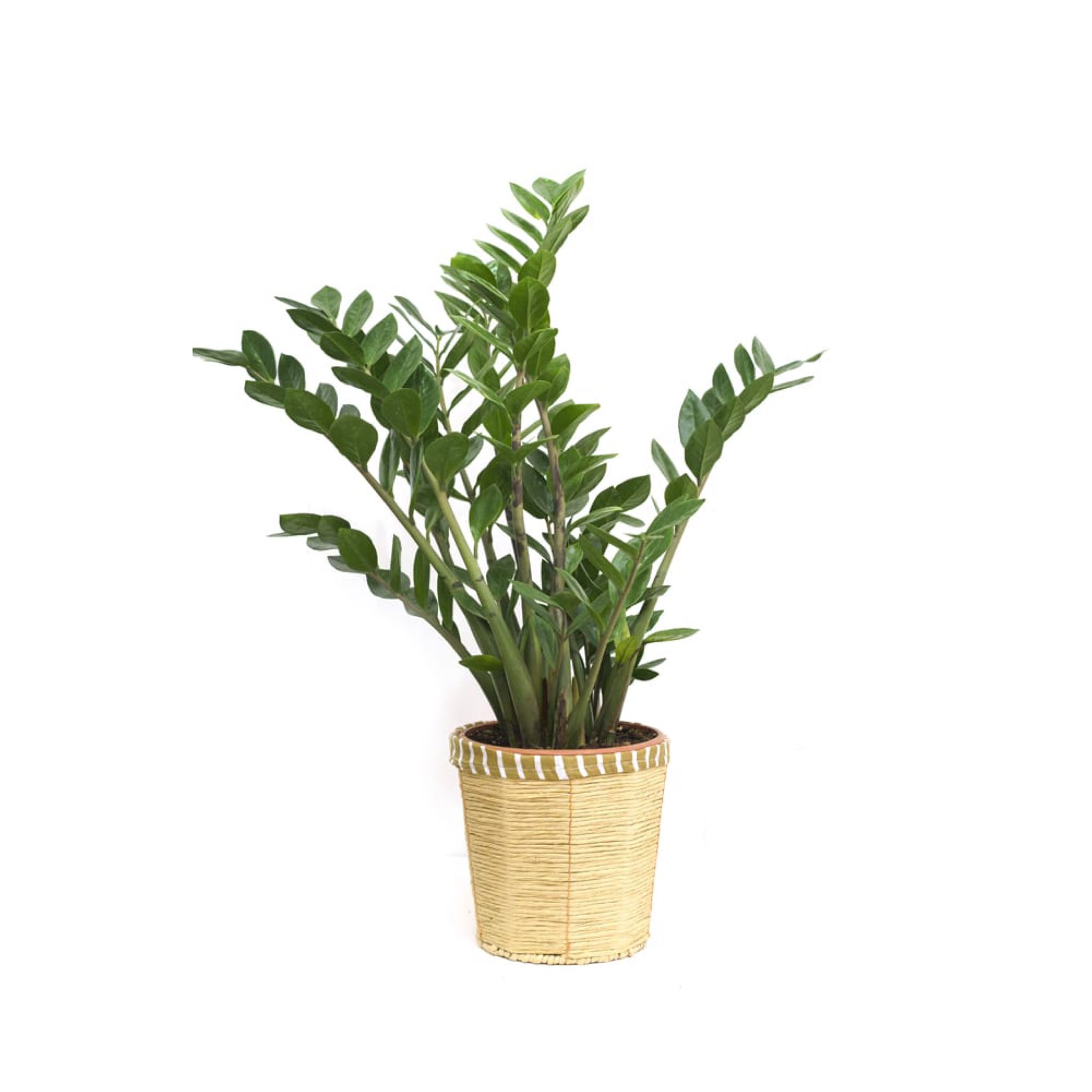 Zamioculcas Value For Money