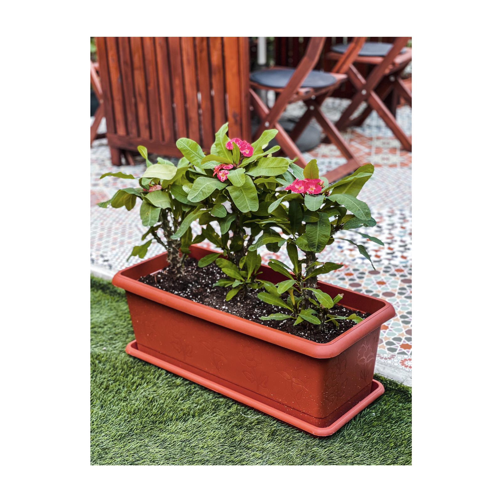 euphorbia milli Outdoor Plants