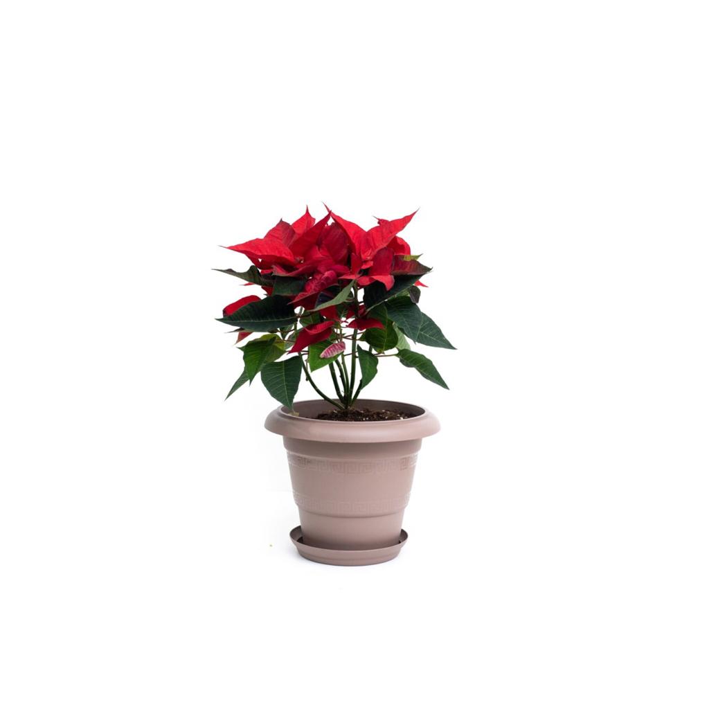 poinsettia with gray plastic pot  Value For Money