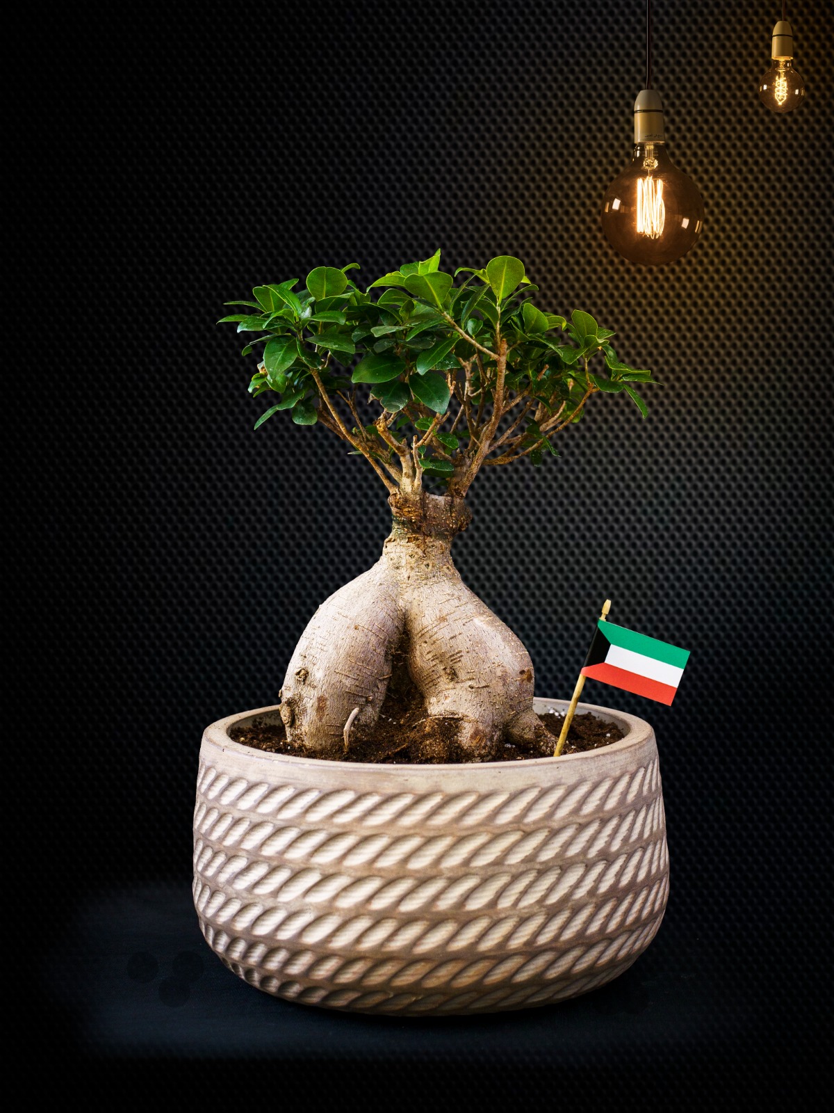 bonsai with ceramic pot Hala Feb