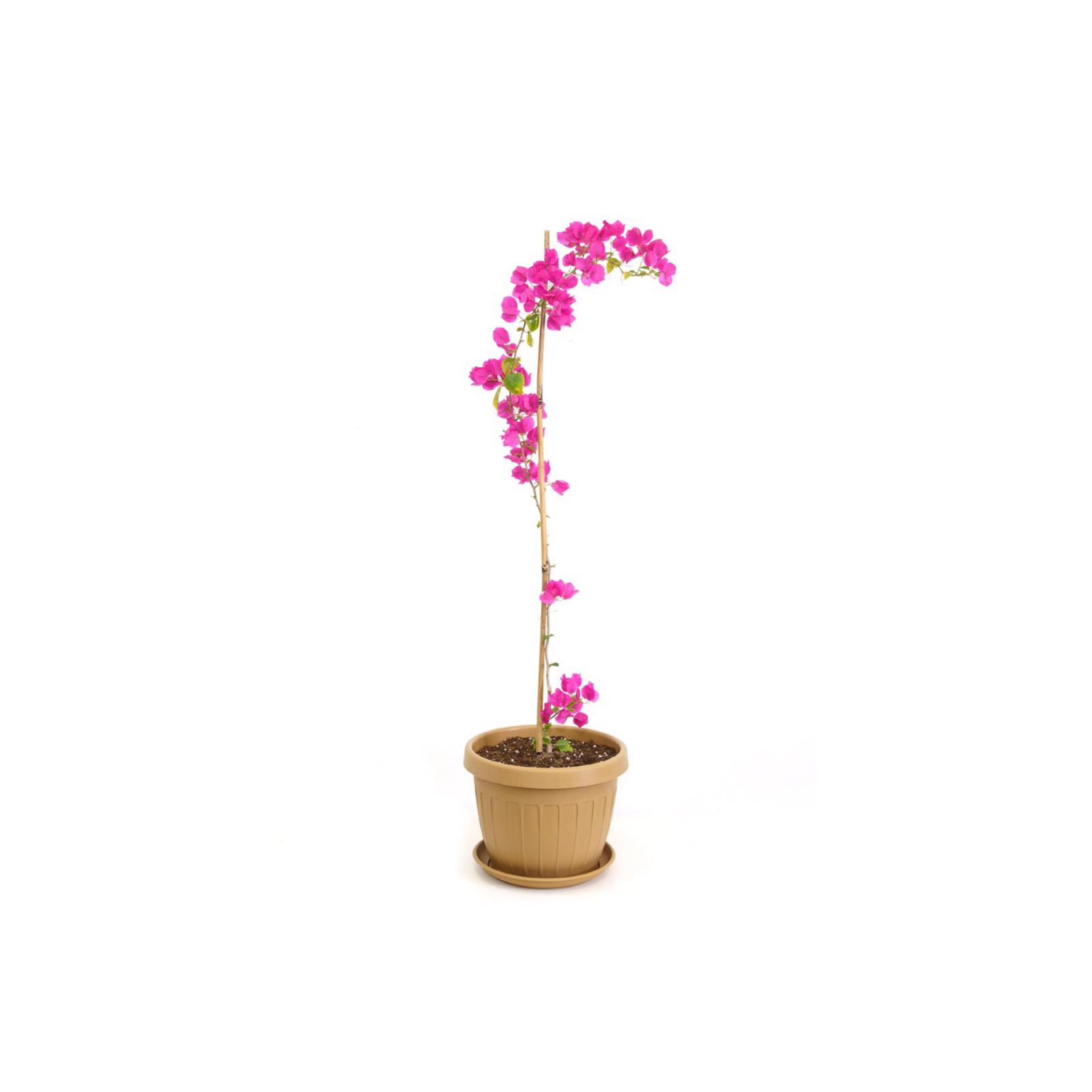climber bougainviella red with plastic pot Outdoor Plants
