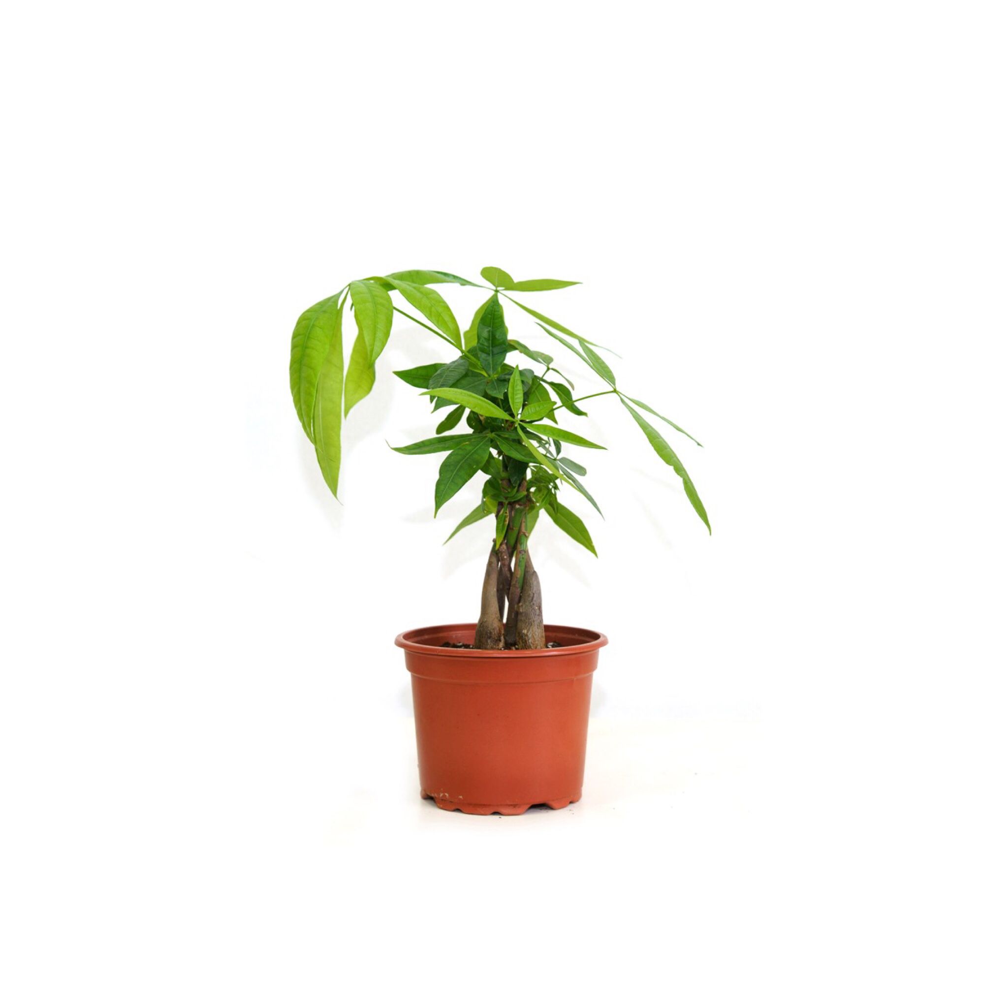 Best Indoor Live House Plants Online Small & Tall Indoor Plants