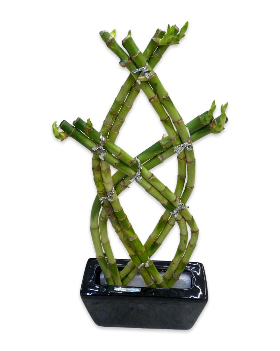 Lucky Bamboo Plants Online Good Luck Plant Kuwait