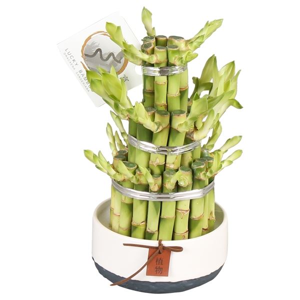 Lucky Bamboo Plants Online Good Luck Plant Kuwait