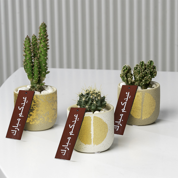 Buy Premium Live Plants Online Live Plants Delivery