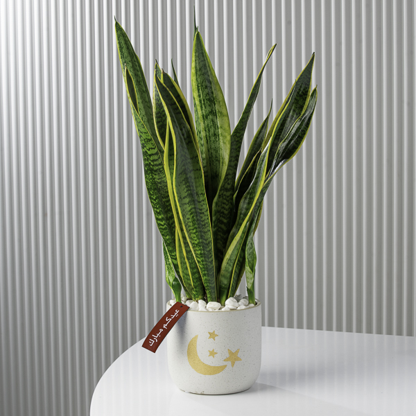 Buy Premium Live Plants Online Live Plants Delivery