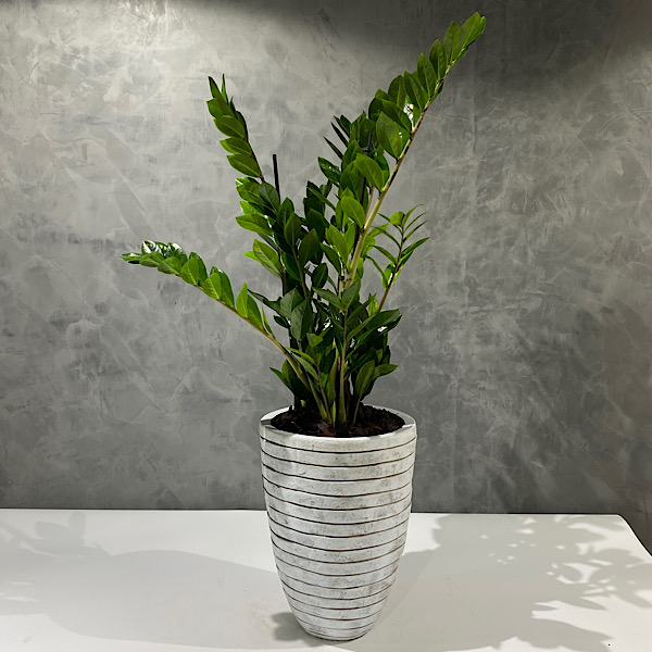 Indoor Premium Collection Plants Online Plants for Sale in Kuwait