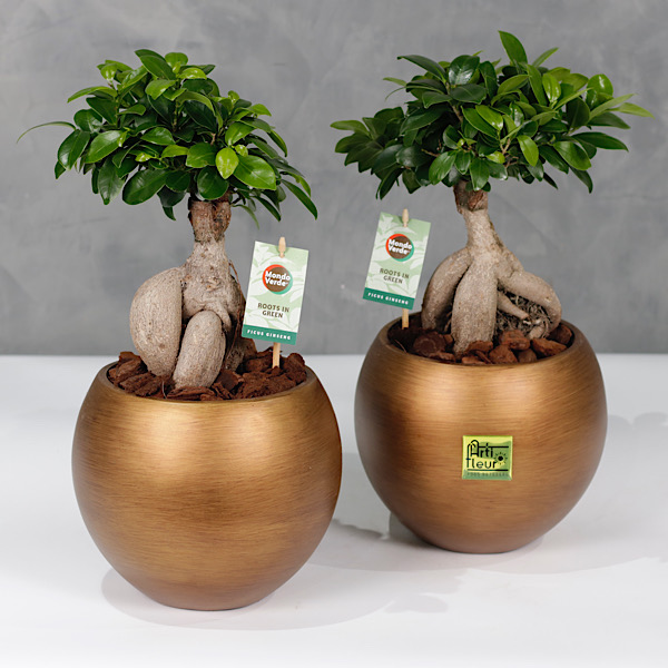 Indoor Premium Collection Plants Online Plants for Sale in Kuwait