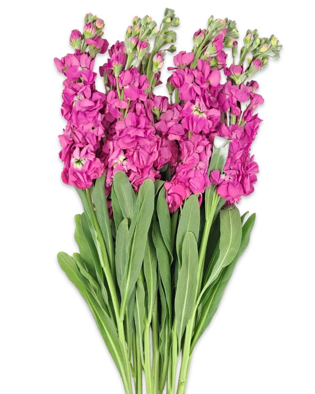 Wholesale Flowers Fresh Cut Flowers Online in Kuwait