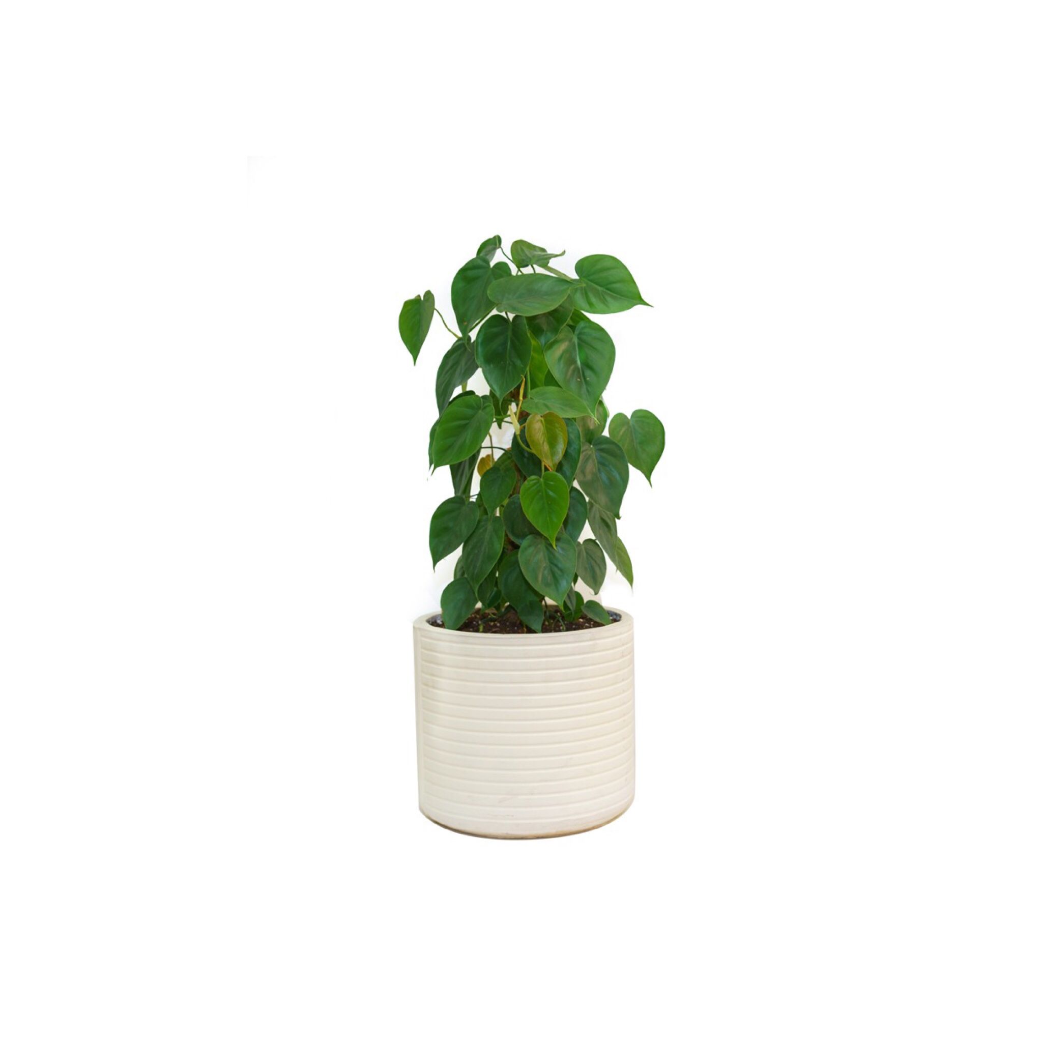 Buy Premium Live Plants Online Live Plants Delivery