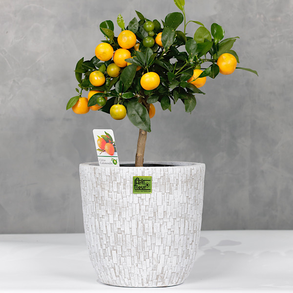 Indoor Premium Collection Plants Online Plants for Sale in Kuwait