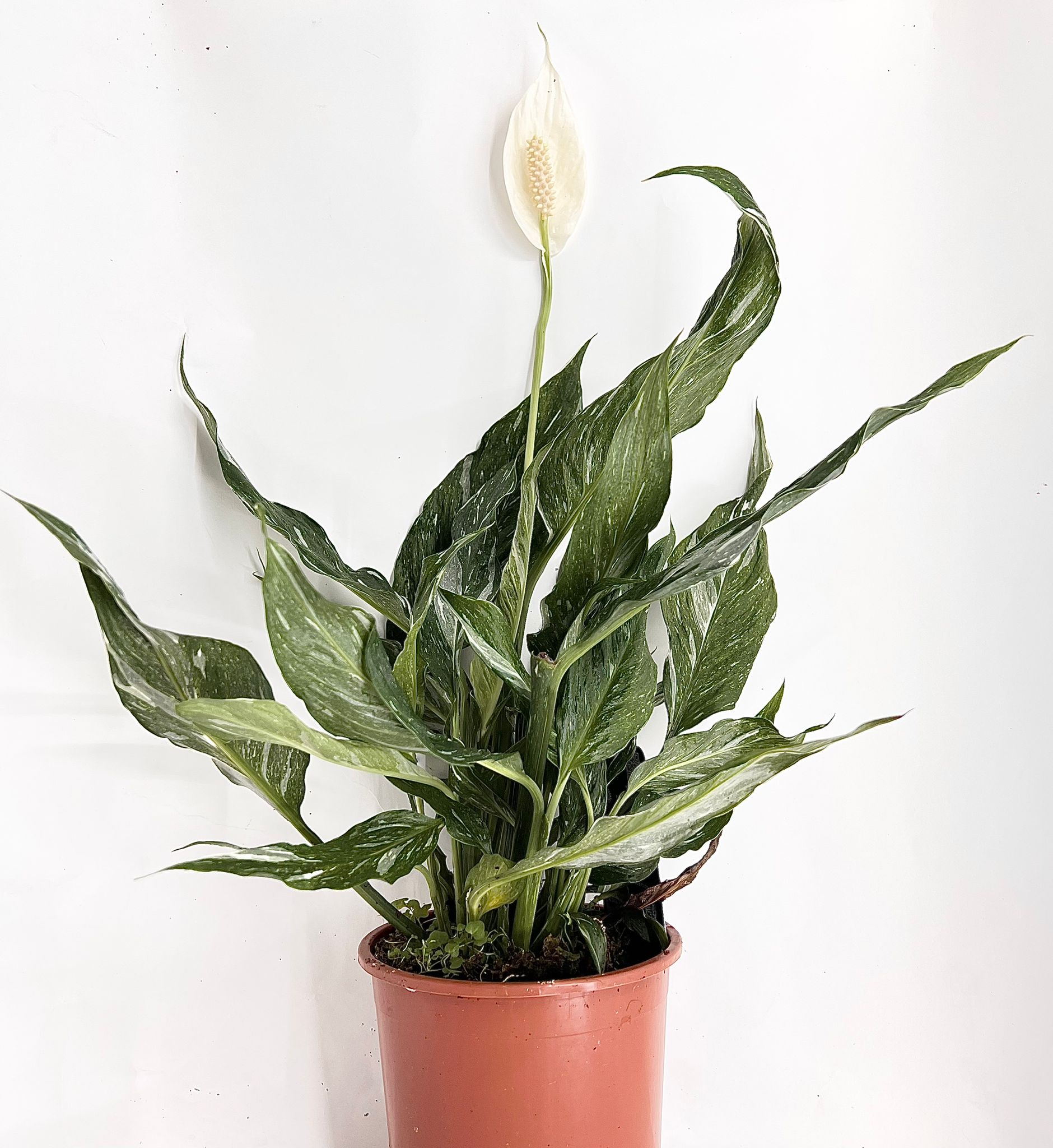 Spathiphyllum Diamond Variegata Value For Money