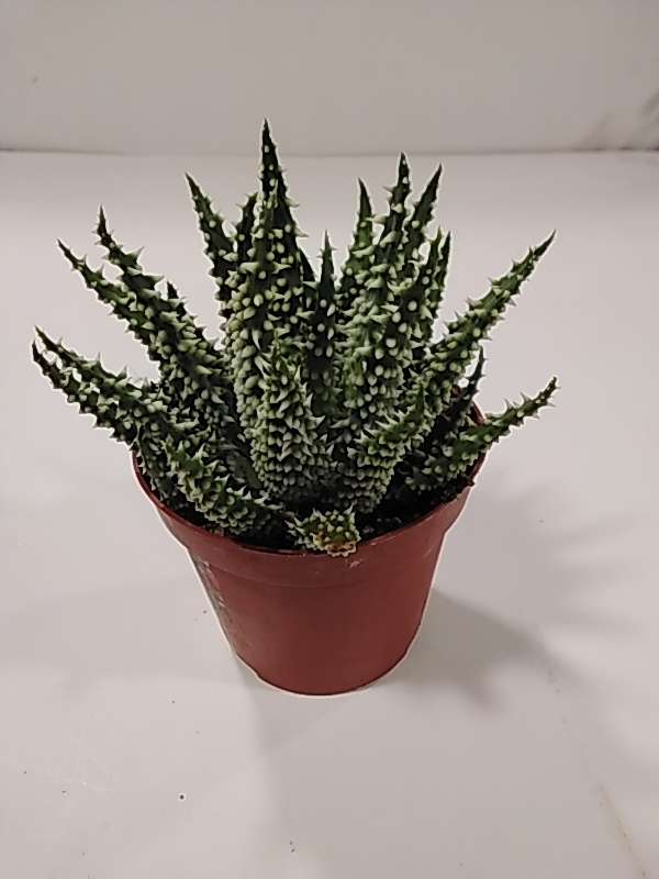 صبار الوفيرا 'قيمة المال'