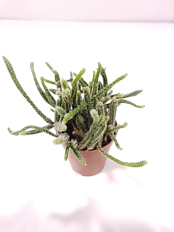 ربسالس 'قيمة المال'