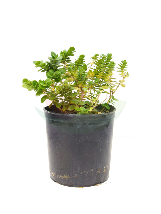 Organic Herb Plants Online Buy Herb Plant Online at Best Prices