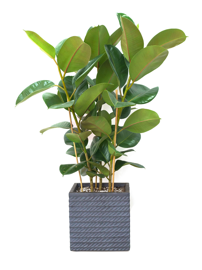 Buy Premium Live Plants Online Live Plants Delivery